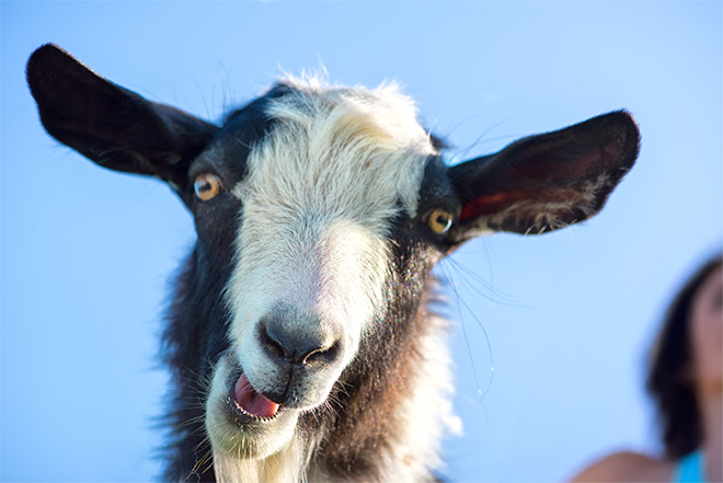 a black and white goat looks down at the camera while a woman in the backgroud does yoga