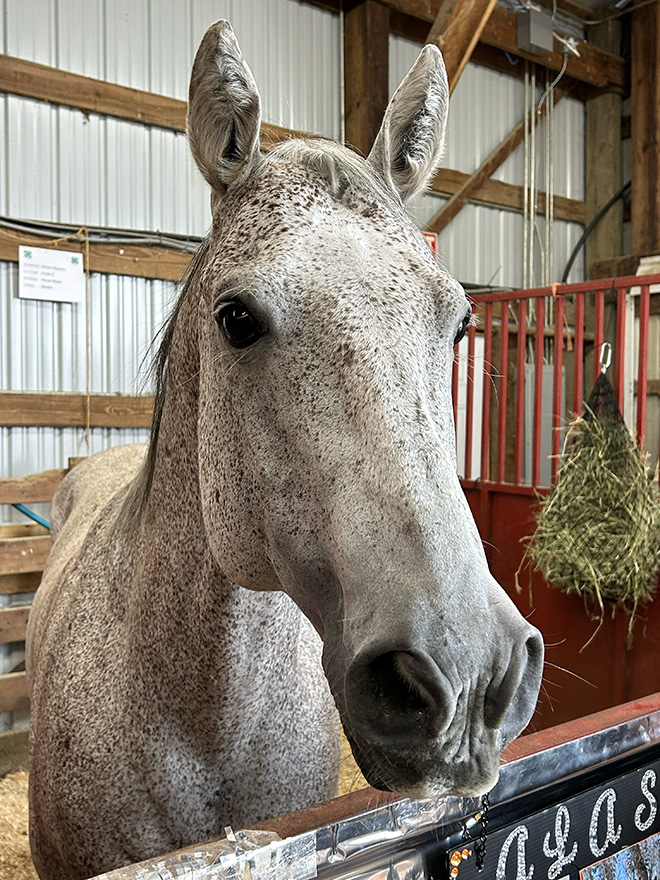 a white and brown speckled horse in its stall at the Carver County Fair