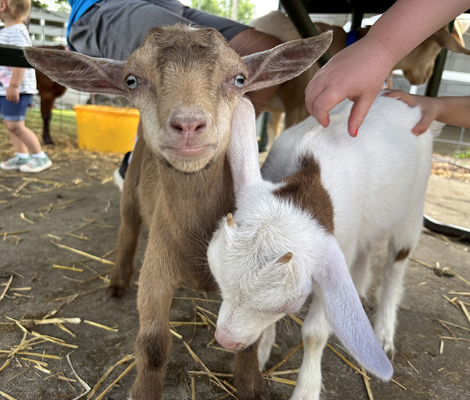 two adorable baby goats, one brown and one white