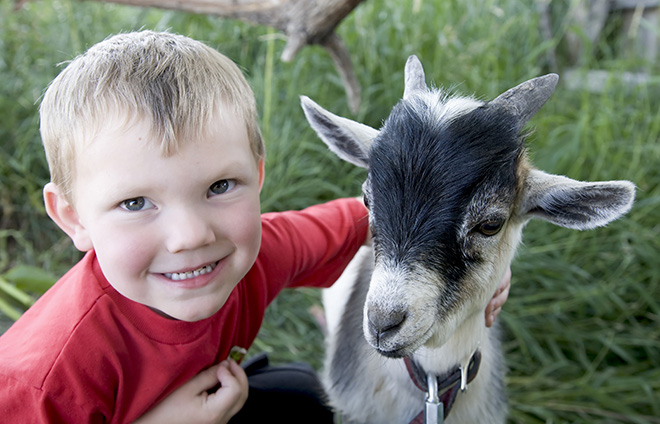 a boy smiles at the camera and puts his arm on a goat kid