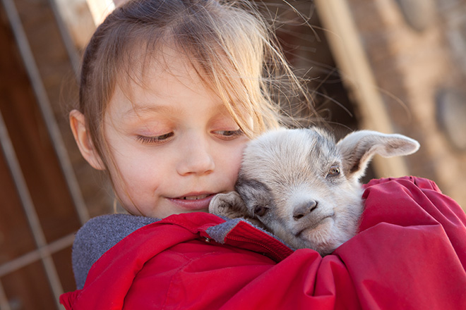 a girl in a red jacket tightly hugging a goat kid
