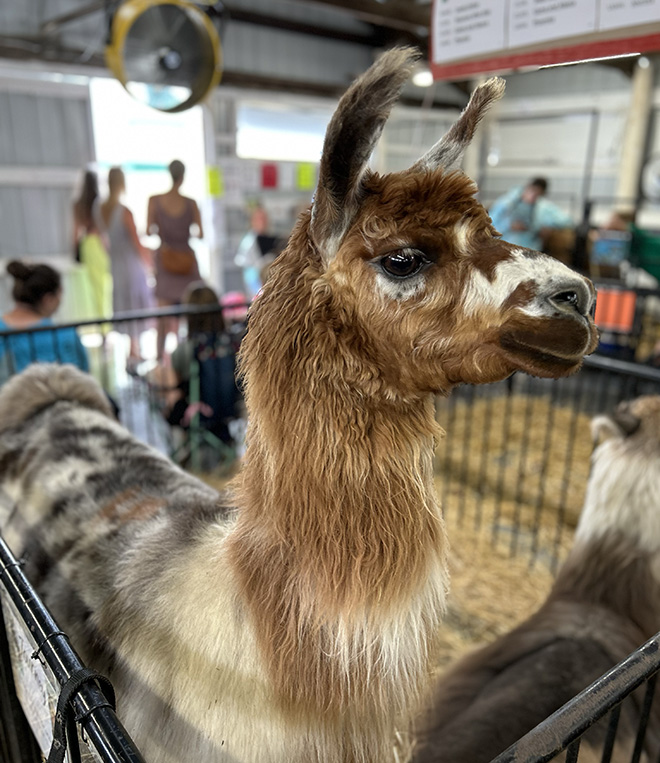 a llama at the Carver County Fair